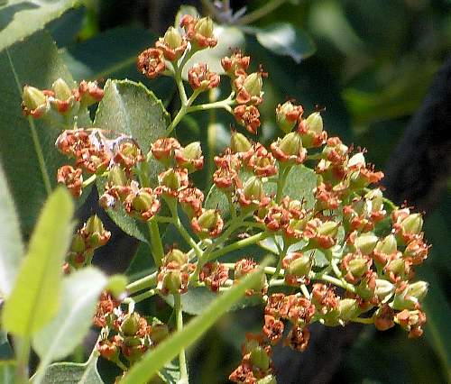 Vauquelinia californica: Arizona Rosewood - seed pods