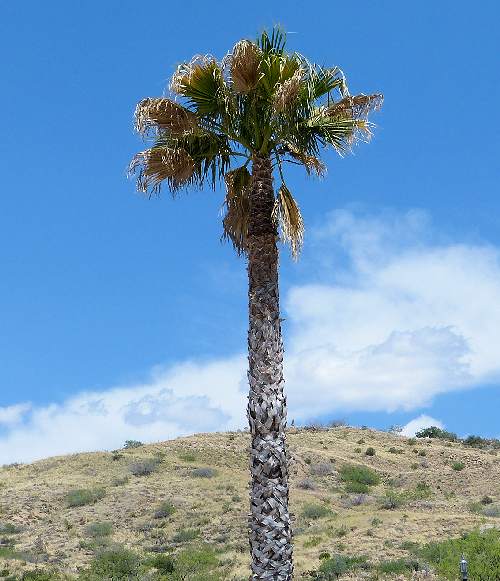Growing Washingtonia filifera California Fan Palm