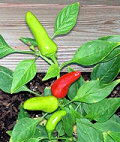 Fresno Chili plant