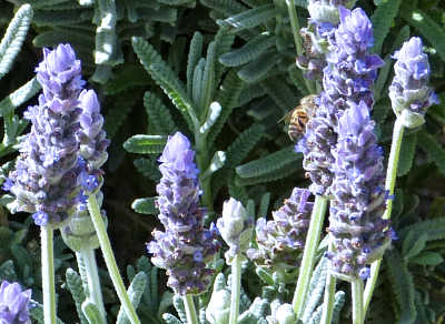 Lavandula angustifolia: Lavender