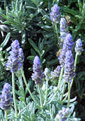 Lavandula angustifolia: Lavender