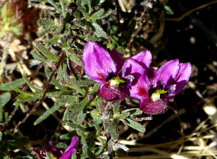 Krameria erecta: Littleleaf Ratany