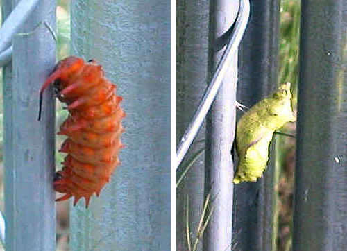 Pipevine Swallowtail caterpillar and Pupae