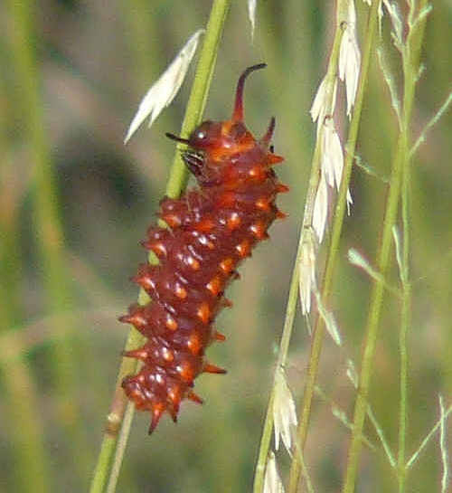 Pipevine Swallowtail caterpillar red color