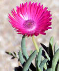 Cephalophyllum alstonii: Iceplant