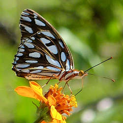 Gulf Fritillary butterfly