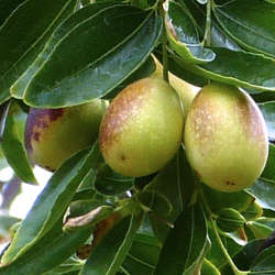 Mangifera indica: mango