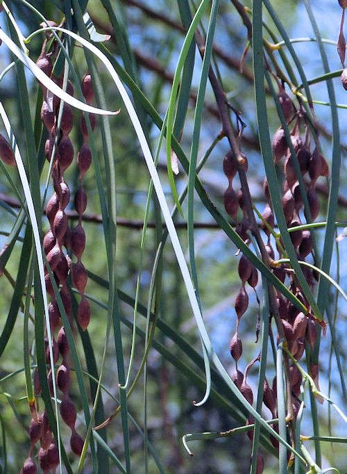 Acacia stenophylla: Shoestring Acacia - seed pods