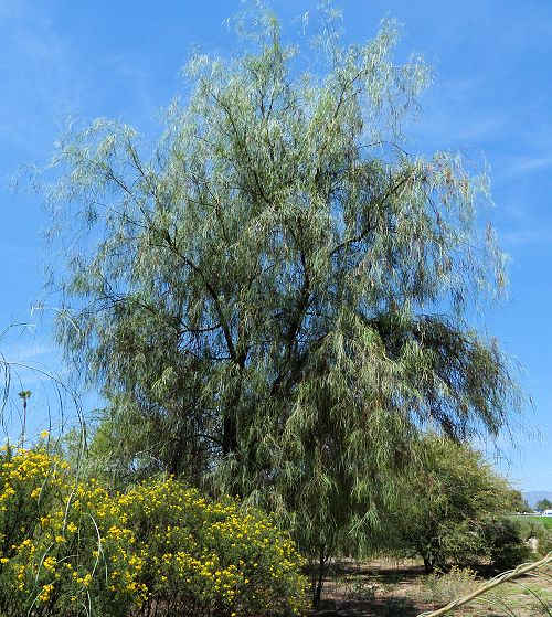 Acacia stenophylla: Shoestring Acacia tree