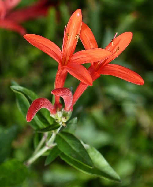 Anisacanthus quadrifidus var. wrightii: Flame Acanthus - flowers