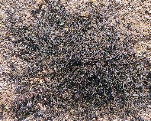 Aristolochia watsonii: Southwestern Pipevine mat
