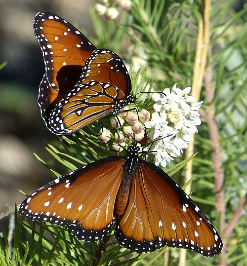 Asclepias linaria: Pineneedle Milkweed - with butterflies