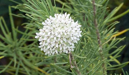 Asclepias linaria: Pineneedle Milkweed - flower