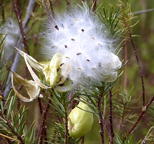 Asclepias linaria: Pineneedle Milkweed - seeds