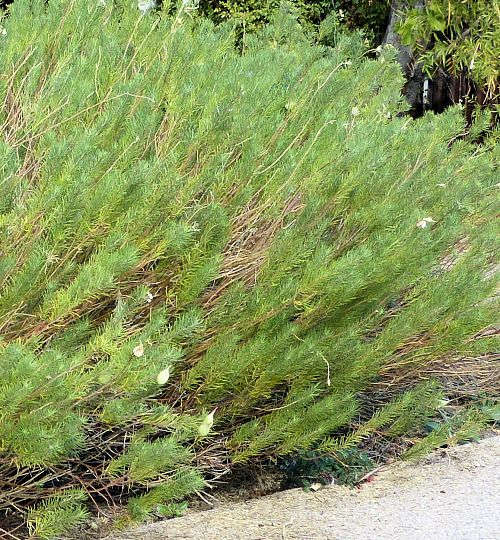 Asclepias linaria: Pineneedle Milkweed plant
