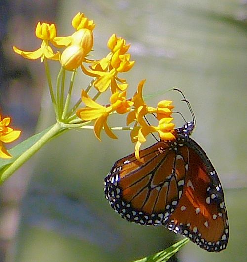 Asclepias tuberosa: Butterfly Milkweed - with butterfly