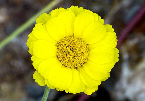 Baileya multiradiata: Desert Marigold - flower