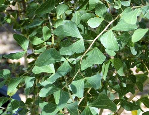 Bauhinia lunarioides: Anacacho Orchid Tree - leaves