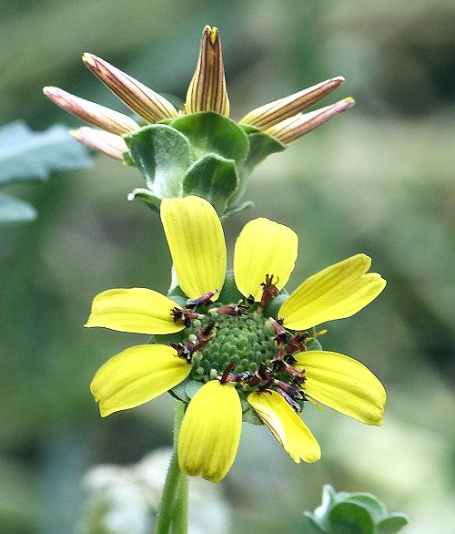 Berlandiera lyrata: Chocolate Flower - flower