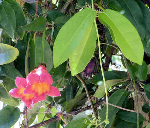Bignonia capreolata: Crossvine - leaves