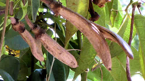 Bignonia capreolata: Crossvine - seed pods