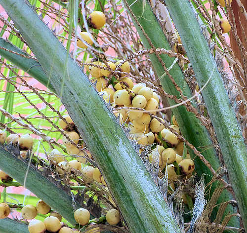 Butia odorata: Pindo Palm fruit