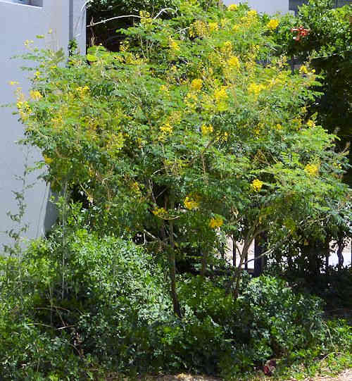 Caesalpinia mexicana: Mexican Bird of Paradise - tree