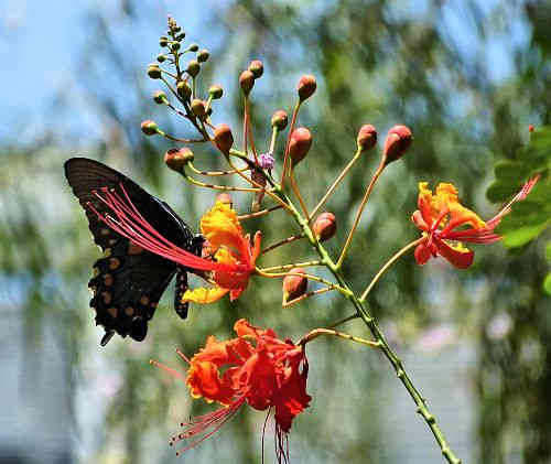 Caesalpinia pulcherrima: Red Bird of Paradise - with butterfly