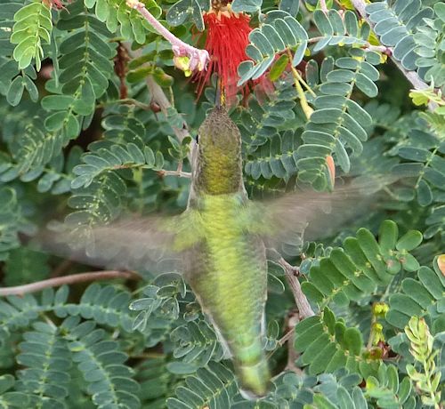 Calliandra californica: Baja Fairy Duster - with hummingbird