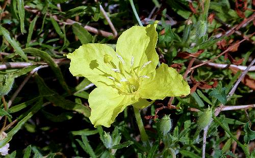 Oenothera hartwegii: Sundrops - flower