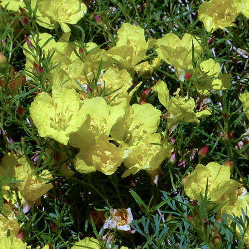 Oenothera hartwegii: Sundrops