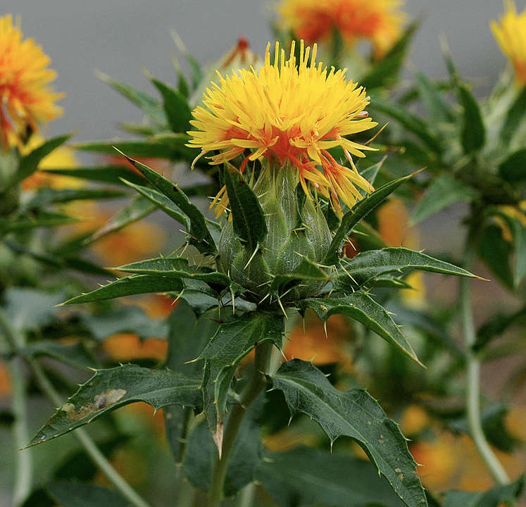 Carthamus tinctorius: Safflower