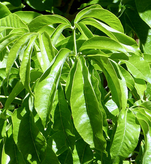 White Sapote: Casimiroa edulis - leaves