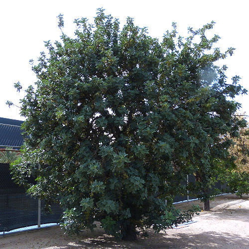 Carob Tree: Ceratonia siliqua