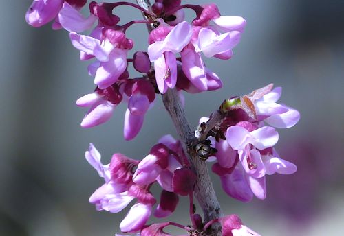 Cercis canadensis subsp. mexicana: Mexican Redbud - flowers