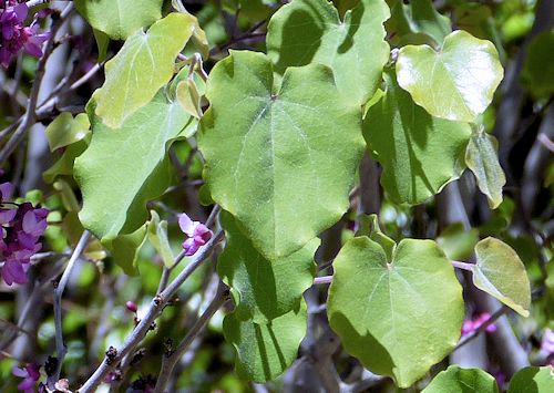 Cercis canadensis subsp. mexicana: Mexican Redbud - leaves