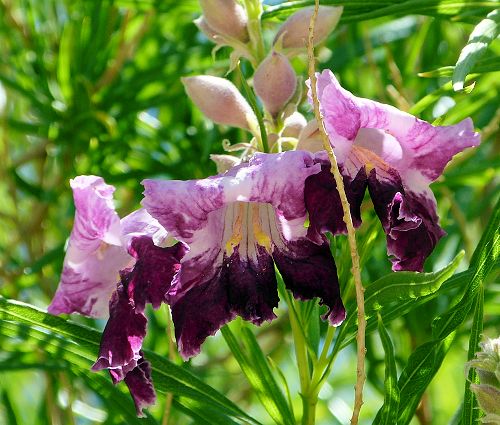 Chilopsis linearis: Desert Willow - pink and maroon flowers
