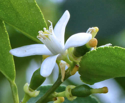 Sweet Lime: Citrus aurantiifolia - flower