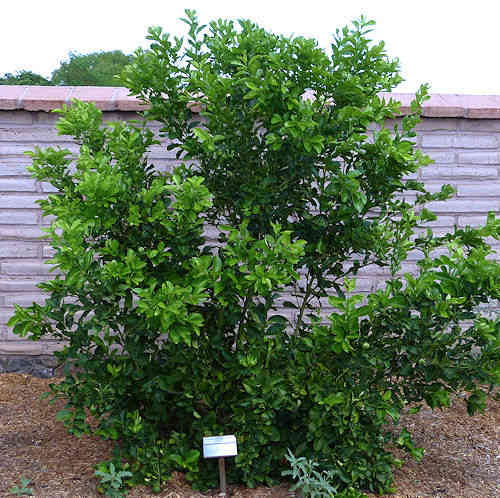 Sweet Lime: Citrus aurantiifolia