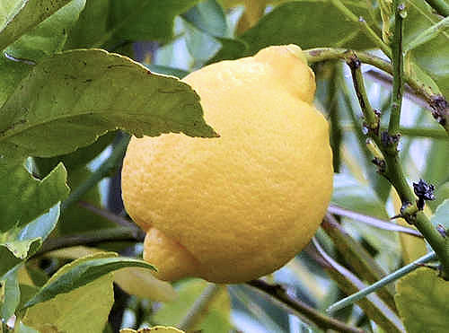 Lemon: Citrus limon - fruit