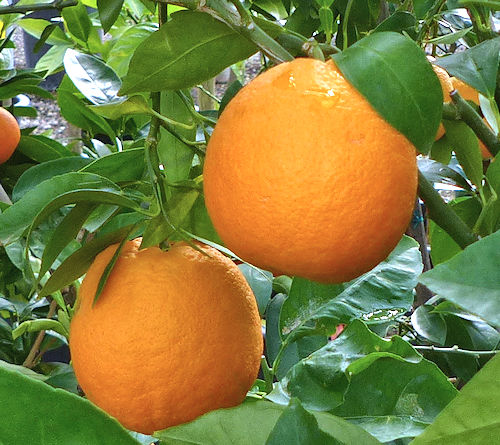 Sweet Orange: Citrus sinensis - fruit
