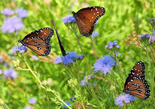 Conoclinium greggii: Gregg's Mistflower - with butterflies