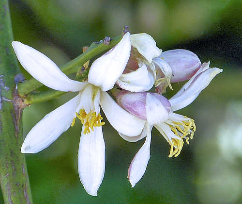 Quince: Cydonia oblonga - flower