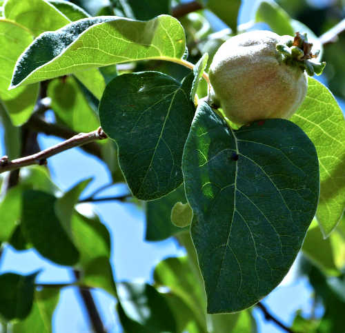 Quince: Cydonia oblonga - young fruit