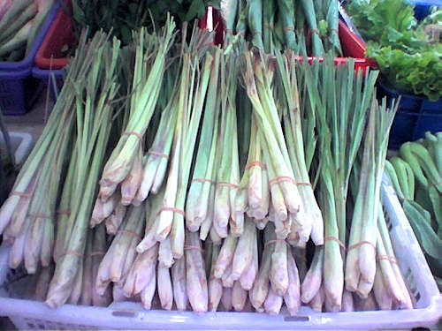 Cymbopogon citratus harvest