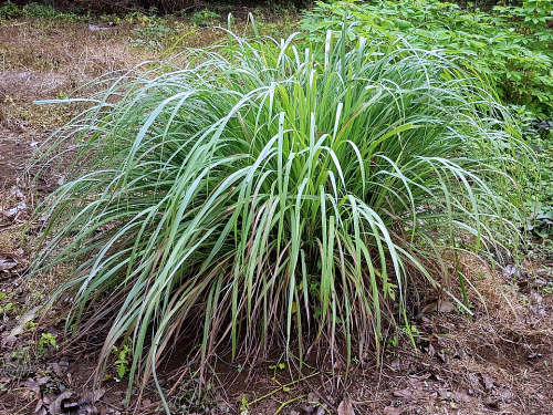 Obsidian Soul, CC0, via Wikimedia Commons