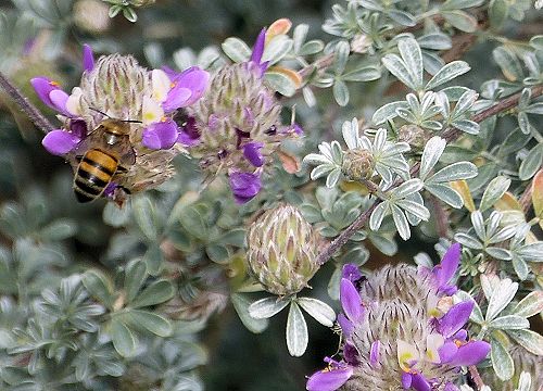 Dalea pulchra: Indigo Bush - with bee