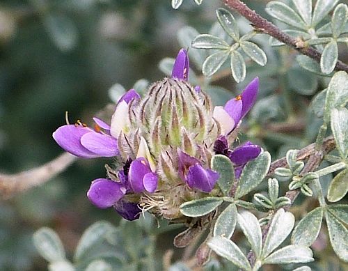 Dalea pulchra: Indigo Bush - flowers