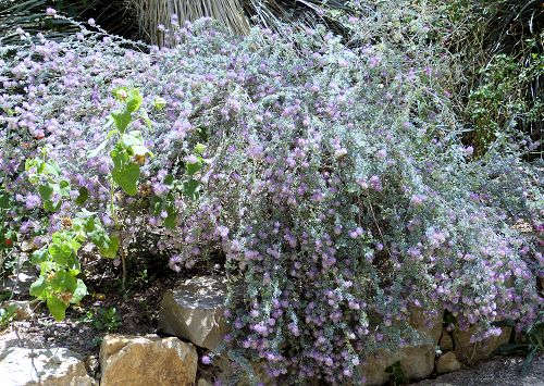 Dalea pulchra: Indigo Bush