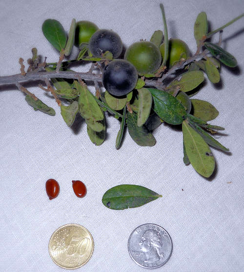 Diospyros texana leaves and fruit